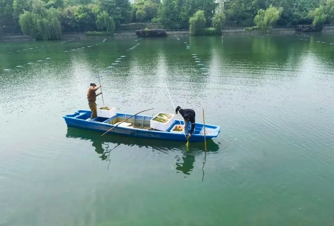 水質好、萬物生！科技賦能助百家湖華麗蝶變